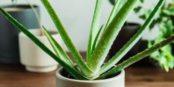 Ovoga ljeta svi nabavljamo aloe veru za svoje domove