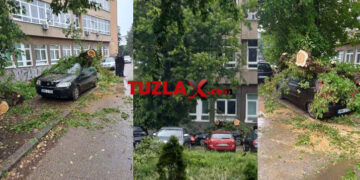 Posljedice nevremena: Oboreno stablo ispred zgrade RGGF u Tuzli