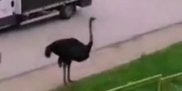 Životinjsko carstvo na ulicama BiH: Noj se šeta ulicama Gračanice