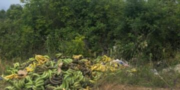 Otkud sad ovoliko bačenih banana? Da li je prijavljen baš sav kokain iz pošiljke? Ili..?