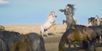 Kratki promotivni turistički film o našoj zemlji  osvojio prvu nagradu u Južnoafričkoj Republici