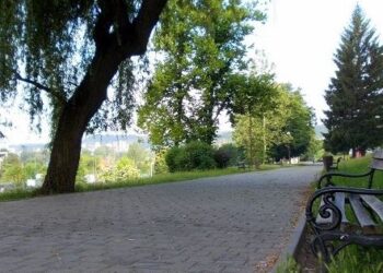 Grad Tuzla: Oformljen radni tim za kontrolu i procjenu stanja drveća u gradu