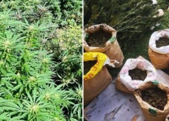 U Konjicu pronađena plantaža marihuane: Dvije osobe uhapšene, jedna u bjekstu