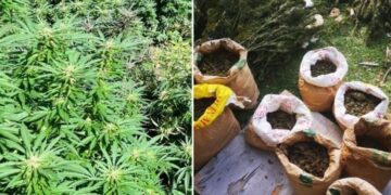 U Konjicu pronađena plantaža marihuane: Dvije osobe uhapšene, jedna u bjekstu