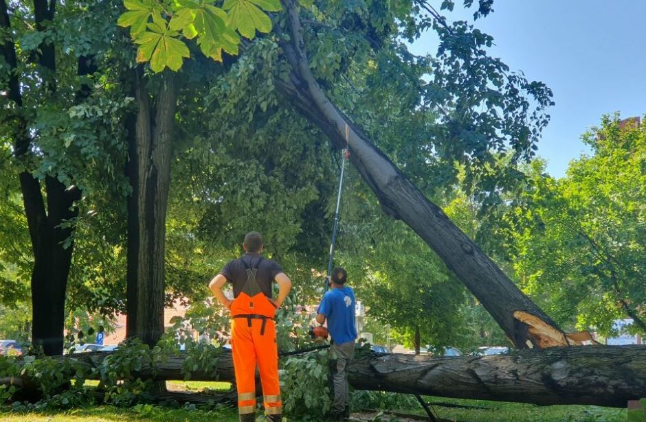 Grad Tuzla krenuo u realizaciju uklanjanja starih i dotrajalih stabala