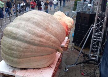 U Kikindi izvagana bundeva teška 865,5 kilograma!